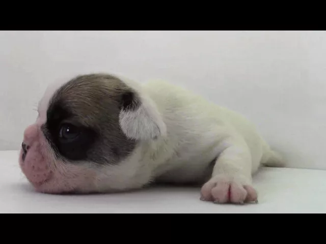 動画
