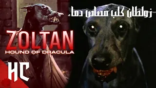 زولطان كلب مصاص دماء 