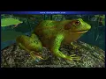 External anatomy of frog Trunk