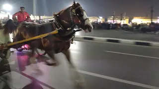  الحصان الطيب   عبده لطفي دندنها