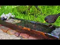 The Best Moments from My Wild Bird Spa | 5 Months in 30 Minutes