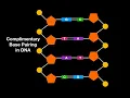 A1 2 8 Role of complimentary base pairing in replication and expression