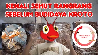 Download Kenali Semut Rangrang Sebelum Budidaya Kroto / Get to Know Weaver Ants Before Breeding MP3