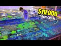 The Most EXPENSIVE and RAREST Corals I ve Seen