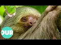 The Costa Rican Sloths That Are Really Hard To Find Extraordinary Animals Our World
