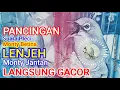Download Lagu Pancingan Suara Pleci Monty Betina LENJEH + Suara Terapi Ombyokan Durasi Panjang @pakgurubagus