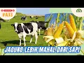 Download Lagu Tanam Jagung Lebih Untung Daripada Ternak Sapi