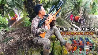 bagaikan di kandang ayam berburu ayam hutan