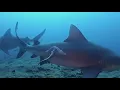 Shark bites are lower than average in Florida but the state is still the highest in the nation