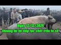 Lagu Ngày 13/12/2025 cập nhật giá trâu bò chợ bắc hà mới nhất 