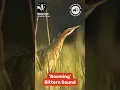 Download Lagu 'Booming' Bittern Audio