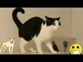Download Lagu CUTE ANIMALS FUNNY moments-FUNNY ANIMALS club🐕FUNNY DOGS,CATS videos 2025🐾Funniest TRY Not To LAUGH