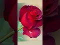 Download Lagu Dil ki umang ko 🌹🙏❤️❤️❤️😭😭