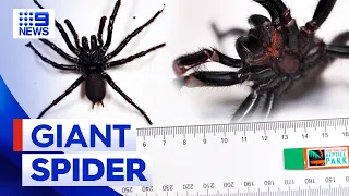 Largest funnel web spider in history found in NSW 9 News Australia