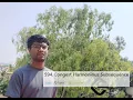 Leetcode Daily Problem 594 Longest Harmonious Subsequence
