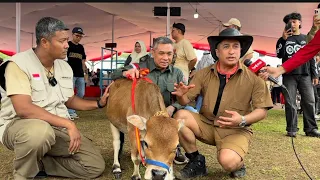 REKAP JUARA KONTES SAPI APPSI PIALA PRESIDEN 🔥