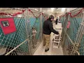 Trumbull County humane society overwhelmed with 120 dogs in 57-dog shelter