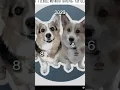 Download Lagu R.I.P. Olivia corgi you will be missed #R.I.P. #fypシ #fypppppppppppppppppppppppppppppppppppppppppppp