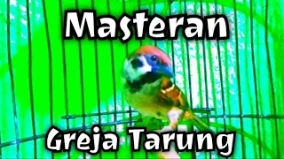 Download Masteran burung gereja tarung || greja gacor MP3