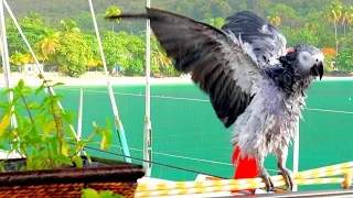 CRAZY PARROT RAIN DANCE by ‘LUCKY’, our African Grey Parrot – British Virgin Islands, Caribbean!