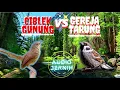 Lagu Gereja Tarung Speed Rapat Panjang Vs Ciblek Gunung Ngebren AK47