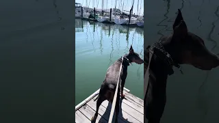 #fyp #dream  #vlog #doberman #pets