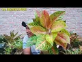 Download Lagu PULANG MBOLANG.. LANGSUNG ORAL RUMPUNAN..! 