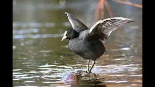 غر اصوات الطيور مجموعة من الغر 