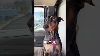 #fyp #dream #doberman #pets #youtube