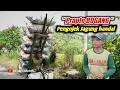 Lagu PRAPTO BOGANG Pengojek jagung handal