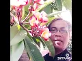 Download Lagu GOLDEN  MEMORIES  BIMBO  Flamboyant version  Duo  Erjie