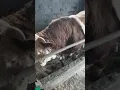 Montbeliarde bull
