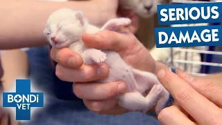 Tiny Kitten’s Leg Is Twisted In The Wrong Direction | Bondi Vet