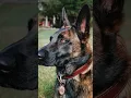 Download Lagu My Dog's \