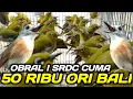Lagu CEK HARGA BURCIL AWAL TAHUN 2026 DIKIOS RUDI PASAR BURUNG PRAMUKA HARI INI