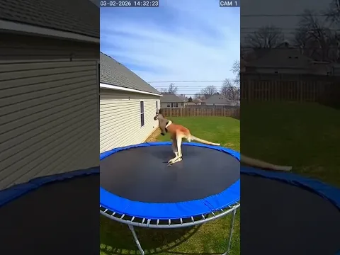 This Kangaroo Found My Trampoline… #funny #animals #kangaroo