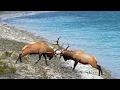 Huge Elk Bull s Epic Fight For the Toughest Elk Rut Territory