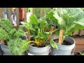 Download Lagu 5 Gallon Container Plants (Full Size Examples): Kale, Chard, Peas, Lettuces \u0026 Tomatoes - TRG 2015
