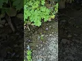 Coldwater Lake Hike 2608 08 3