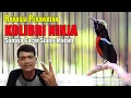 Lagu PERAWATAN KONIN BIAR GACOR SIANG MALAM || PERAWATAN KOLIBRI NINJA AGAR CEPAT GACOR