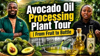 From Farm to Bottle: How Premium Avocado Oil Is Made