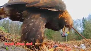 العقاب أمم تسكن أرضنا عقاب جوارح النسور الصقور صقر طيور الحياة البرية  العقاب أمم تسكن أرضنا عقاب جوارح النسور الصقور صقر طيور الحياة البرية