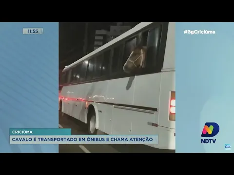 Viralizou: cavalo é transportado em ônibus e chama atenção