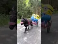 Download Lagu Minions on a mission😎 #shortsvideo #minions #horse #pony