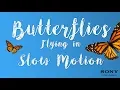 Download Lagu Butterflies flying in slow motion |  Motion cast