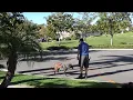Morgan the Belgian Malinois unedited training session Feb 6 2022