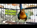 Download Lagu Kolibri Wulung Manapun Dijamin Langsung Ikut Nyaut Dengan Pancingan Kowul Agar Bunyi Gacor Ini