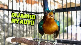 kolibri wulung manapun dijamin langsung ikut nyaut dengan pancingan kowul agar bunyi ini