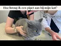 Lagu Hoe breng ik een pipet aan bij mijn kat? | Instructievideo
