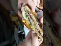 Today s Cuban Sandwich Brings us Tiki Docks Skyway St Pete FL